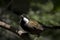 An eastern whipbird