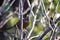 the eastern whipbird is perched on a bush