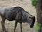 Eastern white-bearded wildebeest