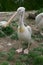 Eastern white pelican