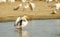 Eastern White Pelican (Pelecanus onocrotalus)