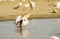 Eastern White Pelican (Pelecanus onocrotalus)
