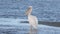 Eastern-white pelican, Pelecanus onocrotalus