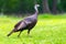 Eastern Wild Turkey