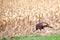 Eastern wild turkey female, feeding in a Wausau, Wisconsin cornfield in May