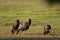 Eastern Wild Turkey Hens  702578