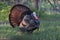 An Eastern Wild Turkey male Meleagris gallopavo animal in full strutting display walking through a grassy meadow in Canada