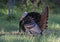 An Eastern Wild Turkey male Meleagris gallopavo animal in full strutting display walking through a grassy meadow in Canada