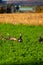 Eastern wild turkey males Meleagris gallopavo standing in a alfalfa field in central Wisconsin