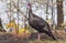 Eastern Wild Turkey Meleagris gallopavo silvestris hen.