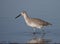 Eastern Willet