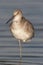 Eastern Willet