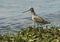 Eastern Willet