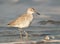 Eastern Willet Shorebird