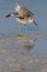 Eastern Willet stretching wings