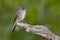 Eastern Wood Pewee