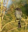 Eastern Wood-Pewee