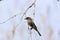 Eastern Wood-Pewee  703838