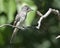 Eastern Wood-Pewee