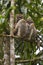 Eastern Woolly Lemur - Avahi laniger