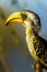 Eastern Yellow Billed Hornbill