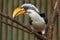 Eastern yellow-billed hornbill (Tockus flavirostris).