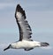 Eastern Yellow Nosed Albatross in Australasia