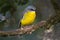 Eastern yellow robin sitting on a branch