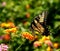 Eastern yellow tiger swallowtail butterfly.