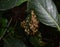 Eastern Yellowjacket paper wasps hive in green leaf plant tree