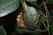 Eastern Yellowjacket paper wasps hive in green leaf plant tree