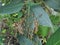 Eastern Yellowjacket paper wasps hive in green leaf plant tree