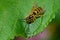 Eastern Yellowjacket - Vespula maculifrons