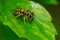 Eastern Yellowjacket - Vespula maculifrons