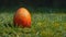 Easterâ€™s Awakening, in a Field of Green, an Egg Stirs With Lifeâ€™s Renewal
