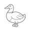 Easy coloring cartoon vector illustration of a brown and green duck