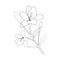 Easy flower coloring pages of antistress hibiscus flower branch of bud leaf\\\'s illustration, shoe flower