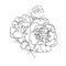 Easy flower coloring pages, Sketch of gillyflower, carnation flower drawing, Coloring pages for children,