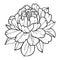 Easy flower coloring pages, Sketch peony single line drawings, peony flower drawing, Coloring pages for children,