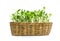 Easy implant sunflower sprouts in a rattan basket