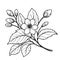 easy jasmine flower drawing. jasmine flower art, outline jasmine flowers drawing