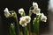 Easy spring bouquet from snow-white gentle terry narcissuses - spring flowers with thin petals which shine on light