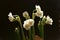 Easy spring bouquet from snow-white gentle terry narcissuses - spring flowers with thin petals which shine on light