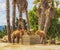 The eat camels near palm trees.