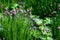 Eatable garden flowers, blossoming purple flowers of garden chives.