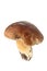 Eatable mushroom on white background