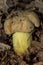 Eatable mushroom in the wild in a oak forest. Iodine bolete or Boletus impolitus Latin: Hemileccinum impolitum. Mushroom closeup