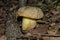 Eatable mushroom in the wild in a oak forest. Iodine bolete or Boletus impolitus Latin: Hemileccinum impolitum. Mushroom closeup