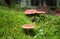 Eatable mushrooms on green moss
