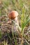 Eateble Boletus. Brown cap boletus in grass in summer